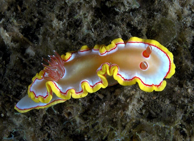 Glossodoris rubroannulata